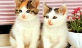 猫猫子闺蜜爆料视频大全,揭秘娱乐圈幕后故事