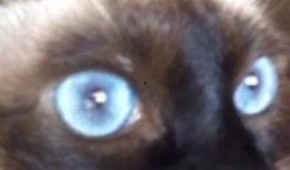 猫脸女孩爆料视频大全最新