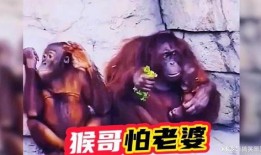 猴哥妻子前夫爆料原视频,揭秘惊人真相！