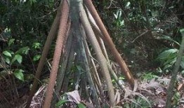 树在线观看,探索自然之美，感受生命奇迹