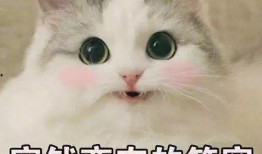 猫猫子闺蜜爆料视频大全,揭秘娱乐圈幕后故事