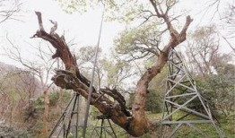 树在线观看,探索自然之美，感受生命奇迹