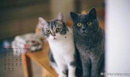 猫猫子闺蜜爆料视频大全,揭秘娱乐圈幕后故事